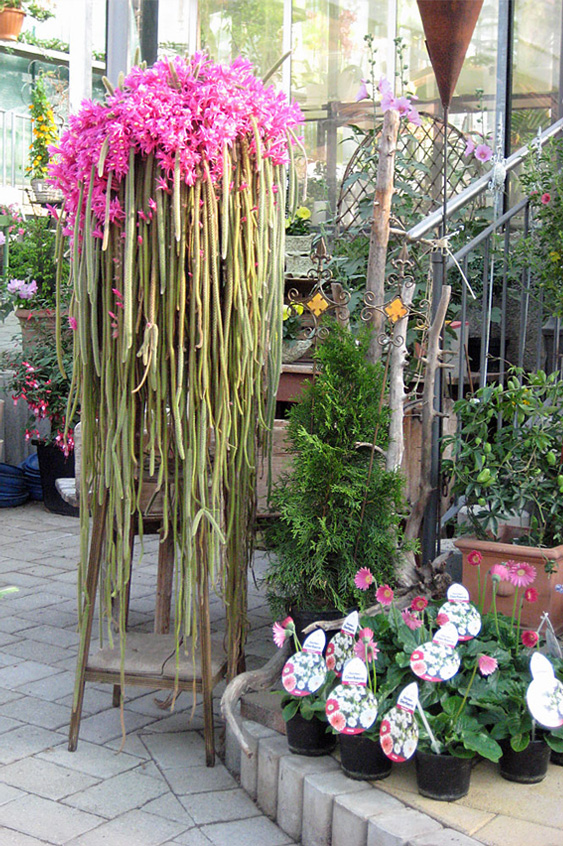 Orchideenkomposition 2