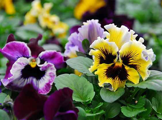 Nahaufnahme einer Blume