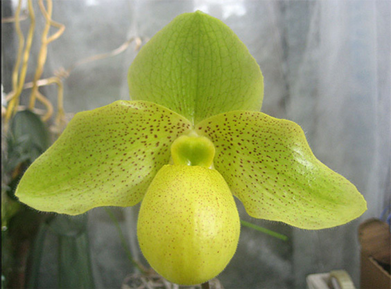 Gelbe Orchidee