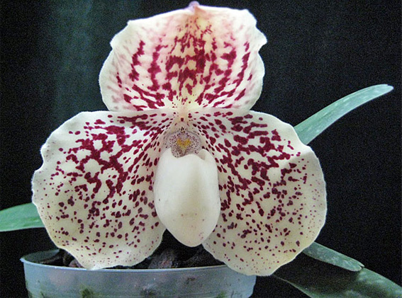 Paphiopedilum godefroyae