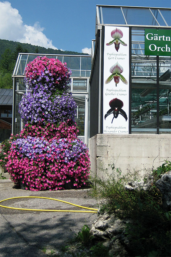 Orchideenkomposition 4