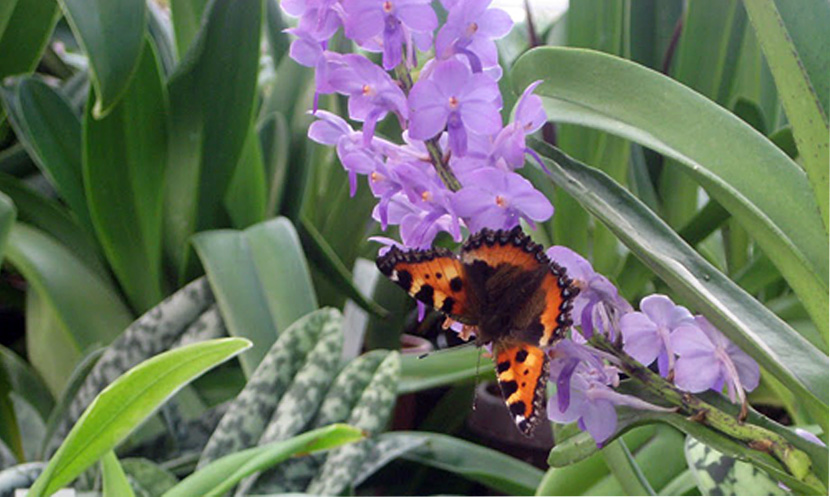 Cramer Orchideenzucht